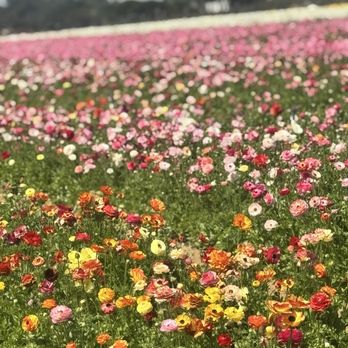 The Flower Fields - Amazing - Venues & Event Spaces Near Me - Carlsbad, California