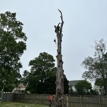 Tree Lyfe Tree Services - Tree Services Near Me