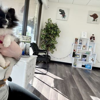 Orange Pet Clinic - Bella waiting to see the vet - Veterinarians Near Me - Orange, California