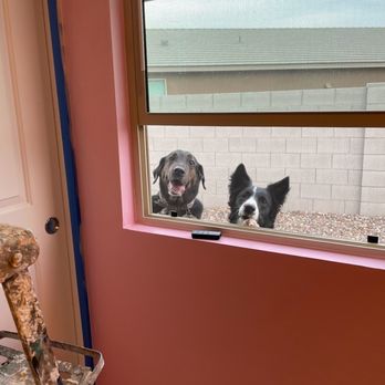 Passion 4 Murals - Even my dogs enjoyed watching her paint from my backyard. - Commissioned Artists Near Me