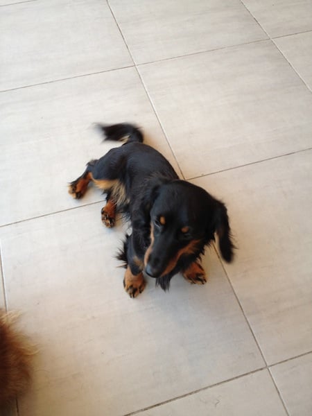 A Dog's Life Image