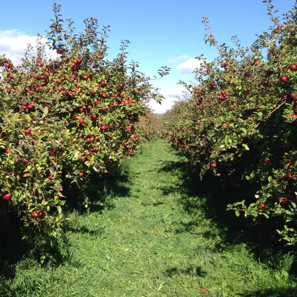 Barton Orchards - Farmers Market Near Me - Poughquag, New York