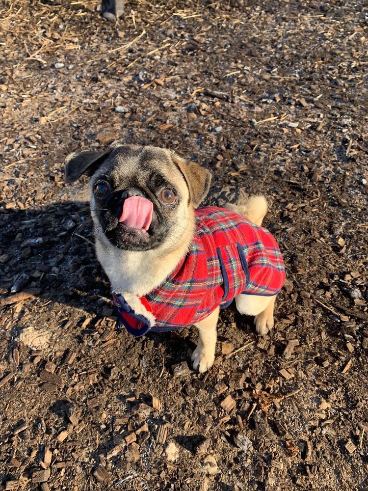 CHERRY BROOK KENNELS Updated August 2024 25 Photos & 37 Reviews