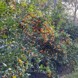 Troy’s Orange Picking - Satsuma orange trees