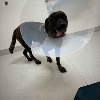 Oakdale Veterinary Group - Beau Duke - Veterinarians Near Me - Oakdale, California Oakdale Veterinary Group - Beau Duke - Veterinarians Near Me - Oakdale, California