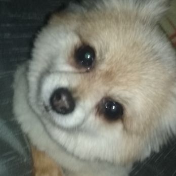Canine Clips - Not sure she is happy about the photo taking but definitely feeling light after her grooming. - Pet Groomers Near Me - Warwick, Rhode Island