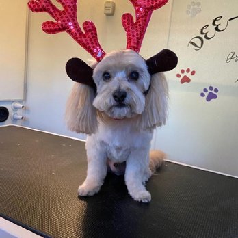 Dee-O-Gee's Mobile Grooming - Pet Groomers Near Me