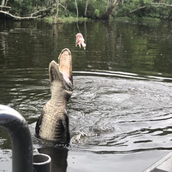 Ultimate Swamp Adventures - Feeding the gators chicken! - Tours Near Me - Westwego, Louisiana Ultimate Swamp Adventures - Feeding the gators chicken! - Tours Near Me - Westwego, Louisiana