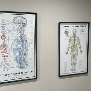 Katona Chiropractic - Anatomy of the nervous system... - Chiropractors Near Me - Castro Valley, California