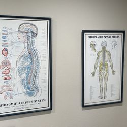 Katona Chiropractic - Anatomy of the nervous system...