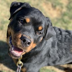 Accurate K9 Training - BT rot pup