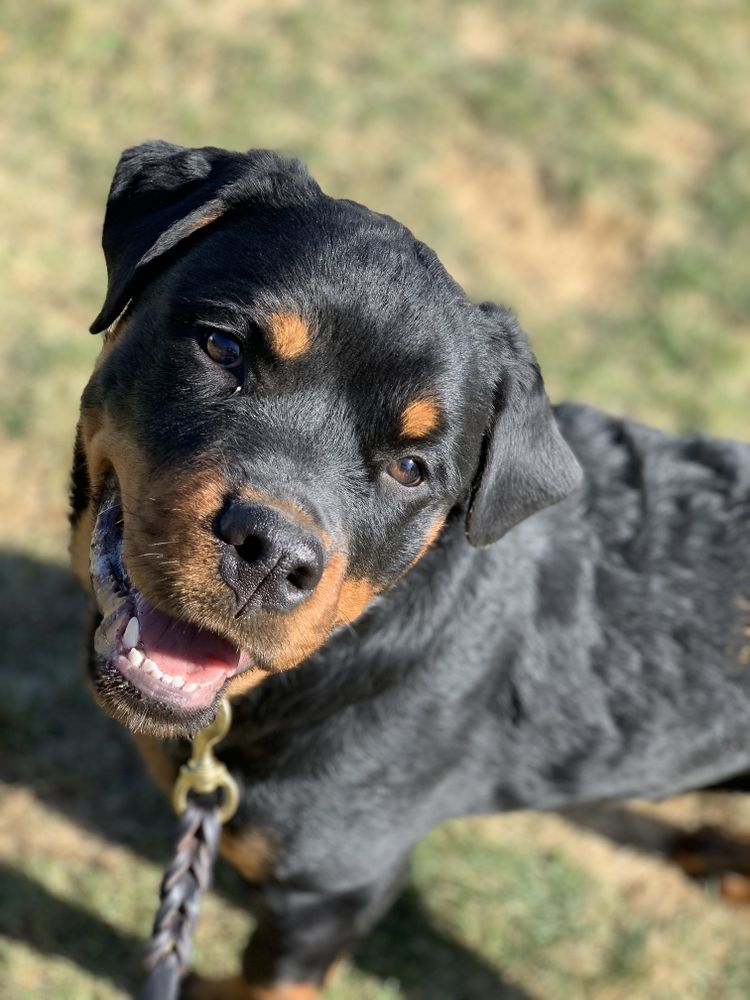 Accurate K9 Training - pet boarding facility in Spokane Valley, WA