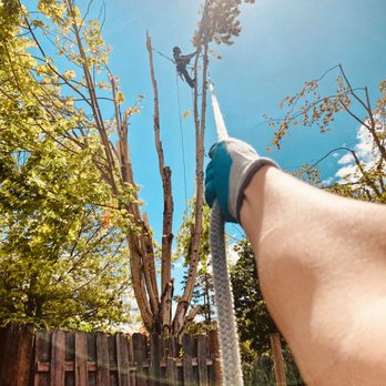 Partners In Climb - Tree Services Near Me - Oregon City, Oregon Partners In Climb - Tree Services Near Me - Oregon City, Oregon