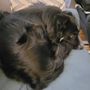 Photo of Puppy Shananigans