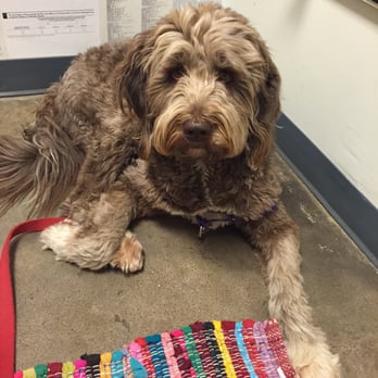 PAZ Veterinary East - No matter how many pokes or prods, she still pulls me in to this place! - Veterinarians Near Me - Austin, Texas PAZ Veterinary East - No matter how many pokes or prods, she still pulls me in to this place! - Veterinarians Near Me - Austin, Texas
