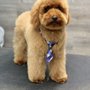 Photo of Paws n' Claws Grooming Salon