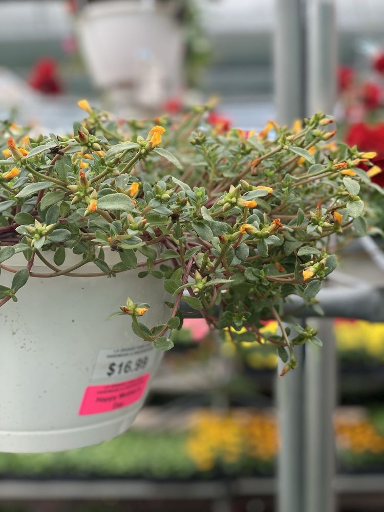 LA GRANGE PK ACE HARDWARE 26 Photos & 22 Reviews 900 E 31st St, La