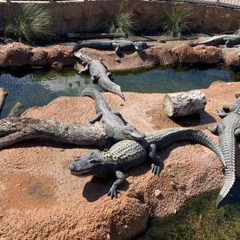 Mississippi Aquarium - Alligators - Aquariums Near Me - Gulfport, Mississippi