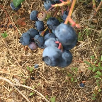 Blue Moon Berry Farm - a cluster of blueberries - CSA Near Me - Warner, New Hampshire