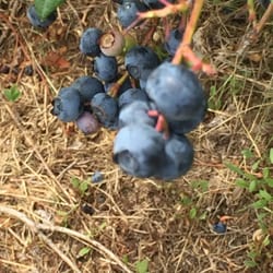 Blue Moon Berry Farm