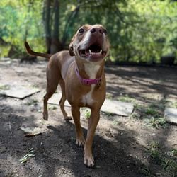 Happy Heart Pet Care - Luna girl always all SMILES and so HAPPY!