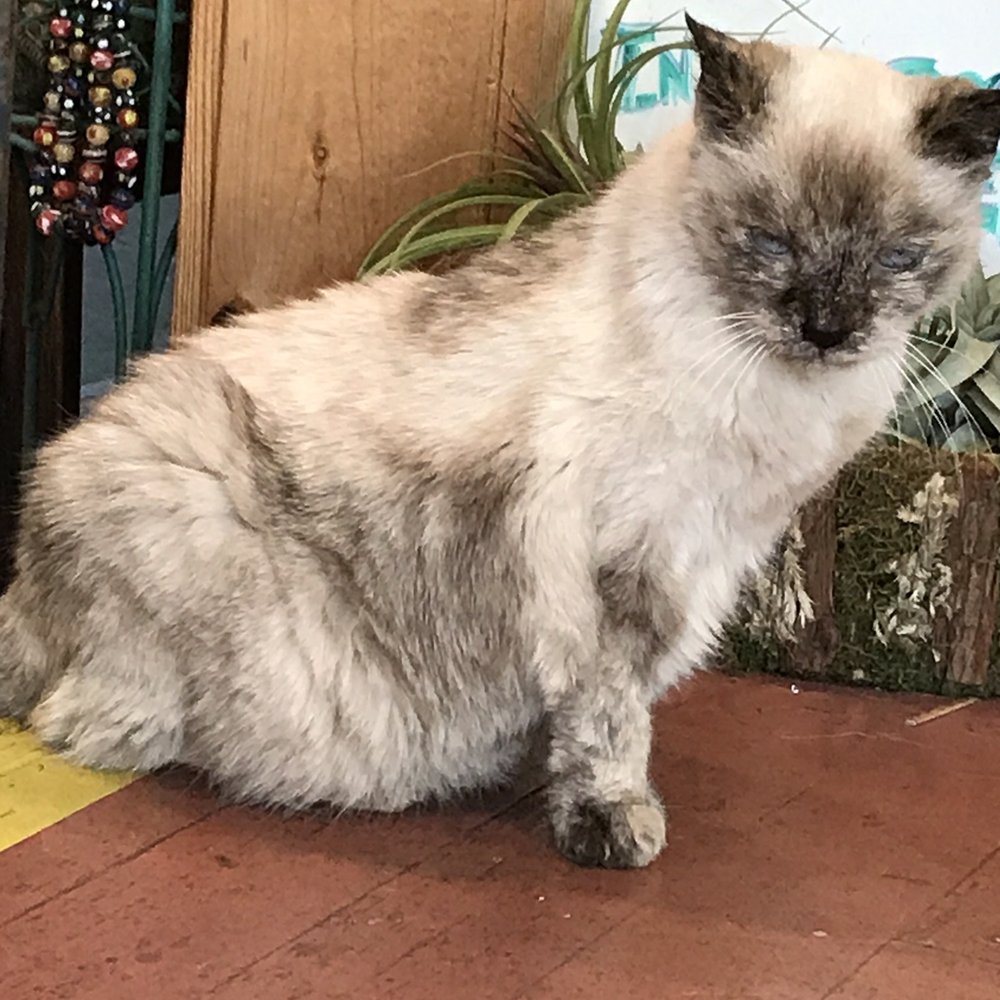Beads By the Bay - Sweet old cat - Art Supplies Near Me - Morro Bay, California Beads By the Bay - Sweet old cat - Art Supplies Near Me - Morro Bay, California
