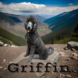 More Than Pets - Standard poodle Grooming