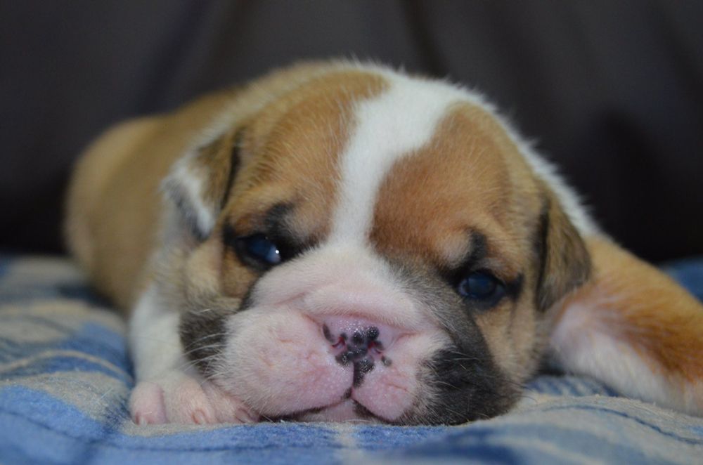 PUPPIES 15 Photos 4920 Bill Garden Pkwy, Locust Grove,