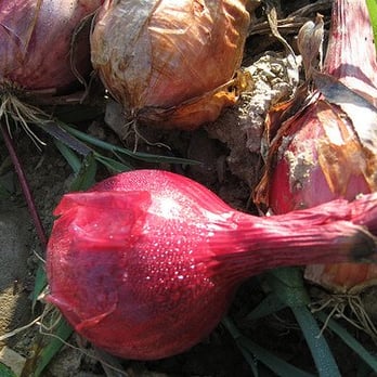 Windflower Farms - Red Onions - Farmers Market Near Me