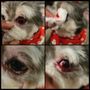 Photo of A Purr-Fect Dog Grooming & Day Care
