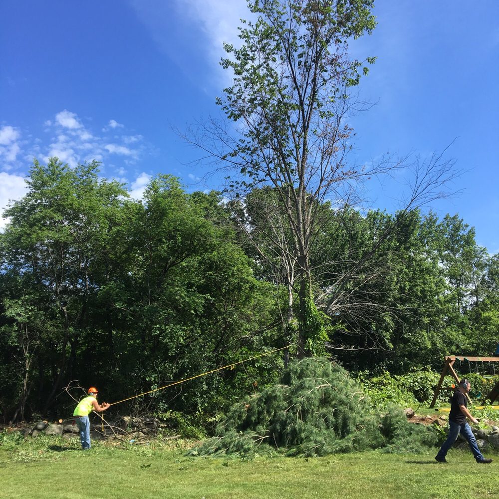 East Coast Tree Service - Tree Services Near Me East Coast Tree Service - Tree Services Near Me