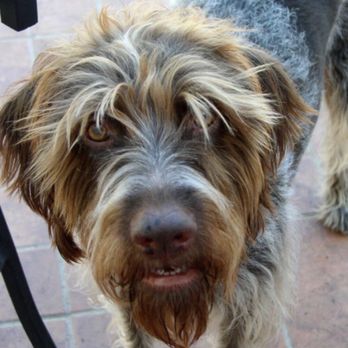 The Royal Pet Resort - Pet Sitting Near Me - Arlington, Texas The Royal Pet Resort - Pet Sitting Near Me - Arlington, Texas