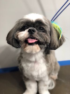 D is for Doggy - Daycare & Grooming by null