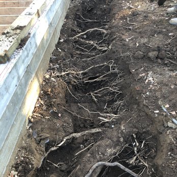 Kevin Neiman's Horticultural Services - Prior to cutting the roots. - Landscaping Near Me
