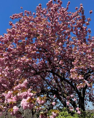 Fort Tryon Park by null