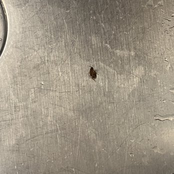 Hawks Cay Resort - Bugs in sink - Resorts Near Me - Duck Key, Florida Hawks Cay Resort - Bugs in sink - Resorts Near Me - Duck Key, Florida
