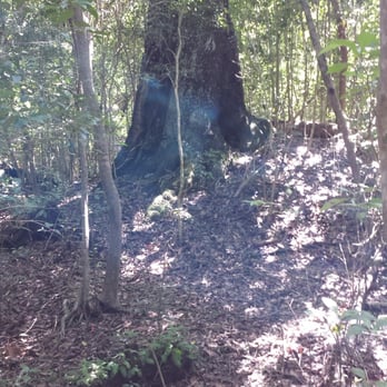 Deering Estate - Apparition appears in photo by burial mound. - Museums Near Me - Miami, Florida