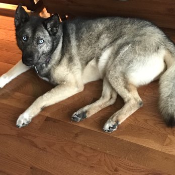 Playtime Pup Ranch - Heaven - Dog Walkers Near Me - Des Plaines, Illinois
