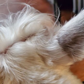 Sun's Pet Grooming - Uneven cut. - Pet Groomers Near Me - Rancho Palos Verdes, California Sun's Pet Grooming - Uneven cut. - Pet Groomers Near Me - Rancho Palos Verdes, California