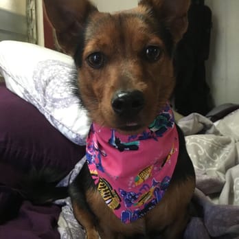 The Public Pet - Pet Stores Near Me - Honolulu, Hawaii The Public Pet - Pet Stores Near Me - Honolulu, Hawaii