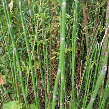 Garrison Glen - Horsetail grass. - Parks Near Me - Mequon, Wisconsin Garrison Glen - Horsetail grass. - Parks Near Me - Mequon, Wisconsin
