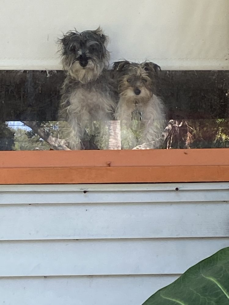 DOGEDIN Updated September 2024 1423 Carnation Dr, Dunedin, Florida