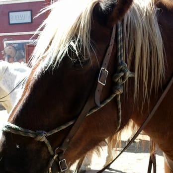 Ponderosa Stables - Rio with her beautiful blonde mane. - Horseback Riding Near Me - Phoenix, Arizona Ponderosa Stables - Rio with her beautiful blonde mane. - Horseback Riding Near Me - Phoenix, Arizona