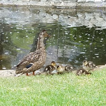 Whispering Pine Tea House - Mama and babies were so precious. - Botanical Gardens Near Me - Glendale, California