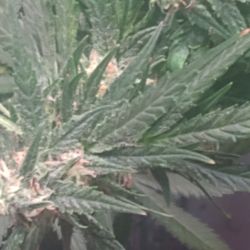 Studio 420 - Auto white widow