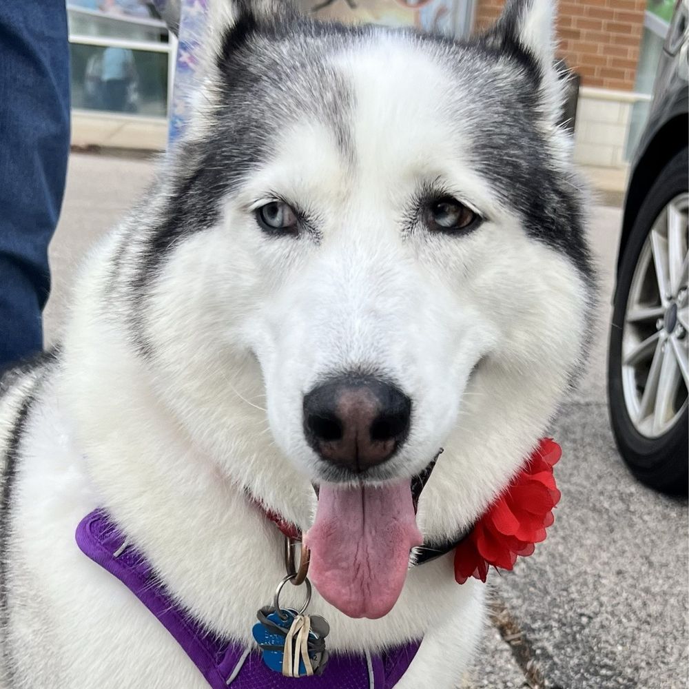 Coco's Pet Spa - Luna with her pretty flower - Pet Groomers Near Me - Lake in the Hills, Illinois