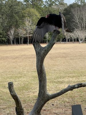 The Avian Conservation Center & Center for Birds of Prey by null