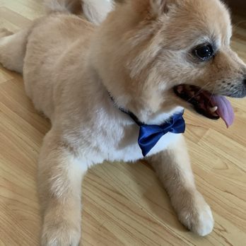 Grace Animal Hospital - Veterinarians Near Me - Downey, California Grace Animal Hospital - Veterinarians Near Me - Downey, California