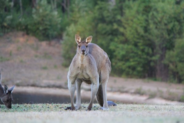 Marima Cottages Pemberton by null