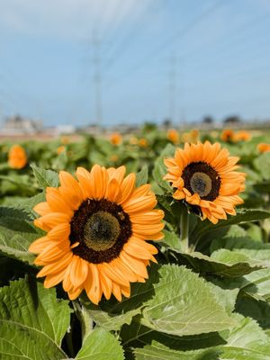 Carlsbad Strawberry Company by null